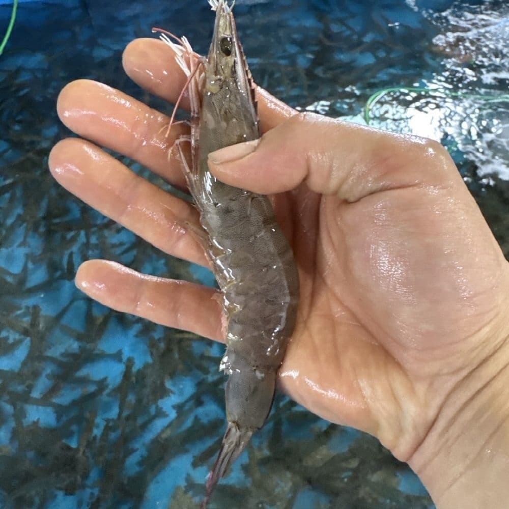 당일작업 활 흰다리새우 1kg 25~28내외 (19,990원/무료)