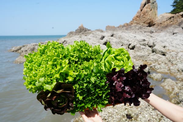 유러피안 샐러드채소 1kg (5,950원) (무료)