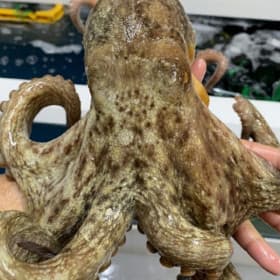 국내산 자연산 활 돌문어 1kg (1-3미)