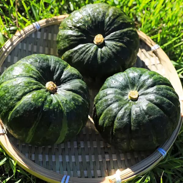 제주 달큰한 미니 보우짱 정품 밤호박 5kg (250~650g내외) 실중량 4.5kg (12690원,무료배송)