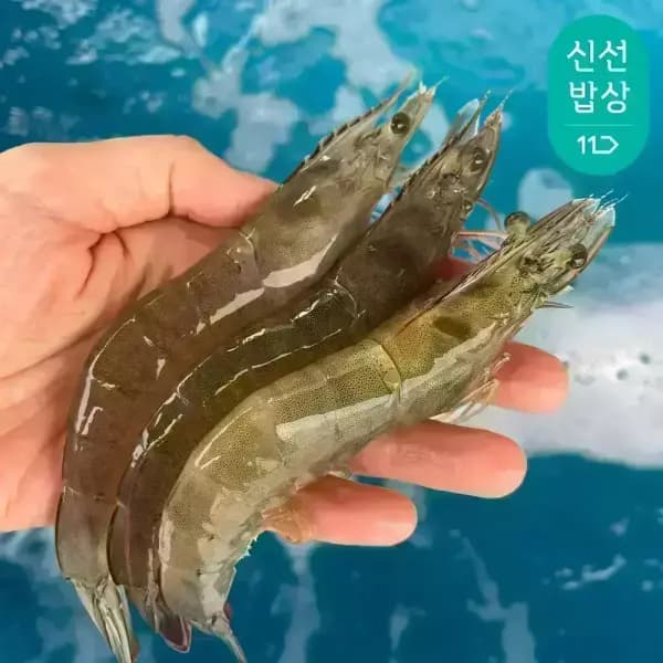 이순신수산 국내산 흰다리새우 제철 생물 활새우 특대 1kg (28-33미)