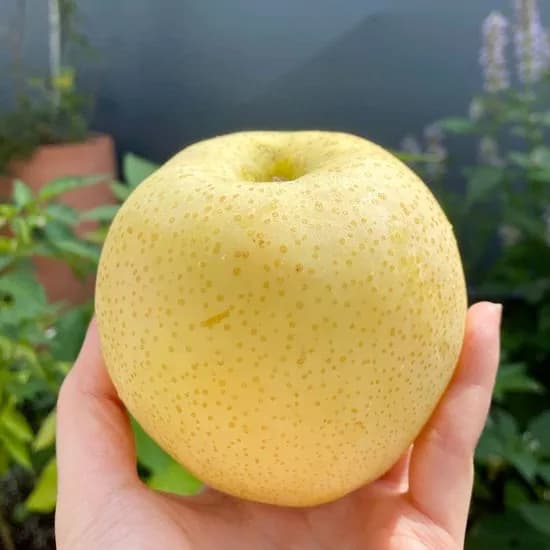 26년 첫수확 햇 황금배 4.5kg 중소과