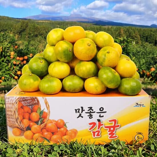 제주직송 서귀포 극조생감귤 4.5kg(로얄과)