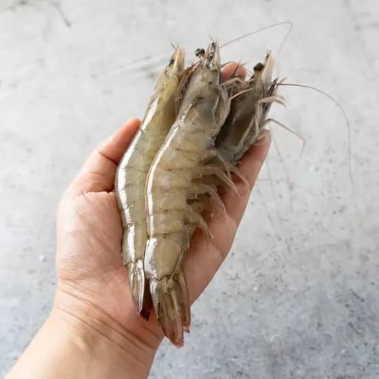 국내산 통통한 흰다리 새우 횟감 생물 활새우 1kg (30미내외)