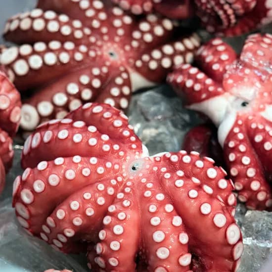 자숙문어 대 1마리 문어숙회 약700g~900g