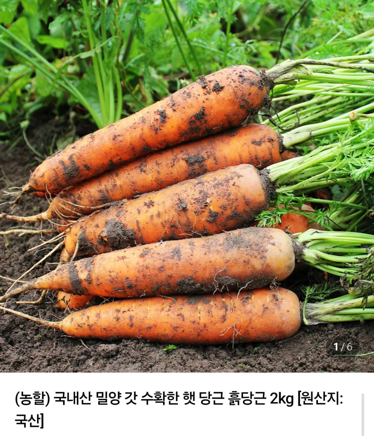 국내산 밀양 햇당근 5kg