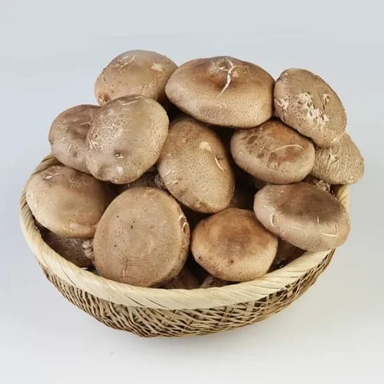 서천 생표고버섯 1kg