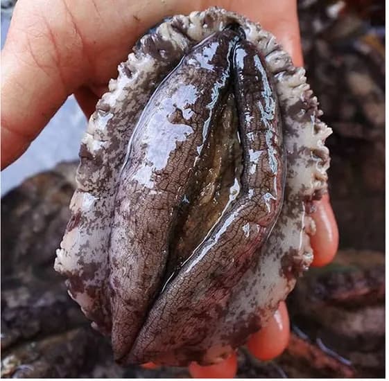 완도 활전복 1kg 10~11미
