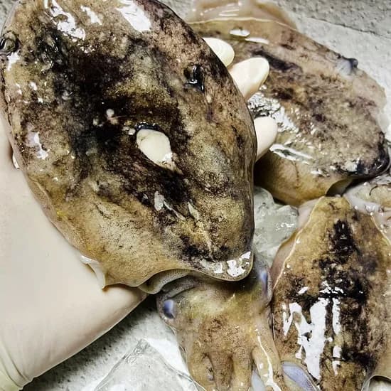당일조업 제철 생물 갑오징어 1kg 4-6미