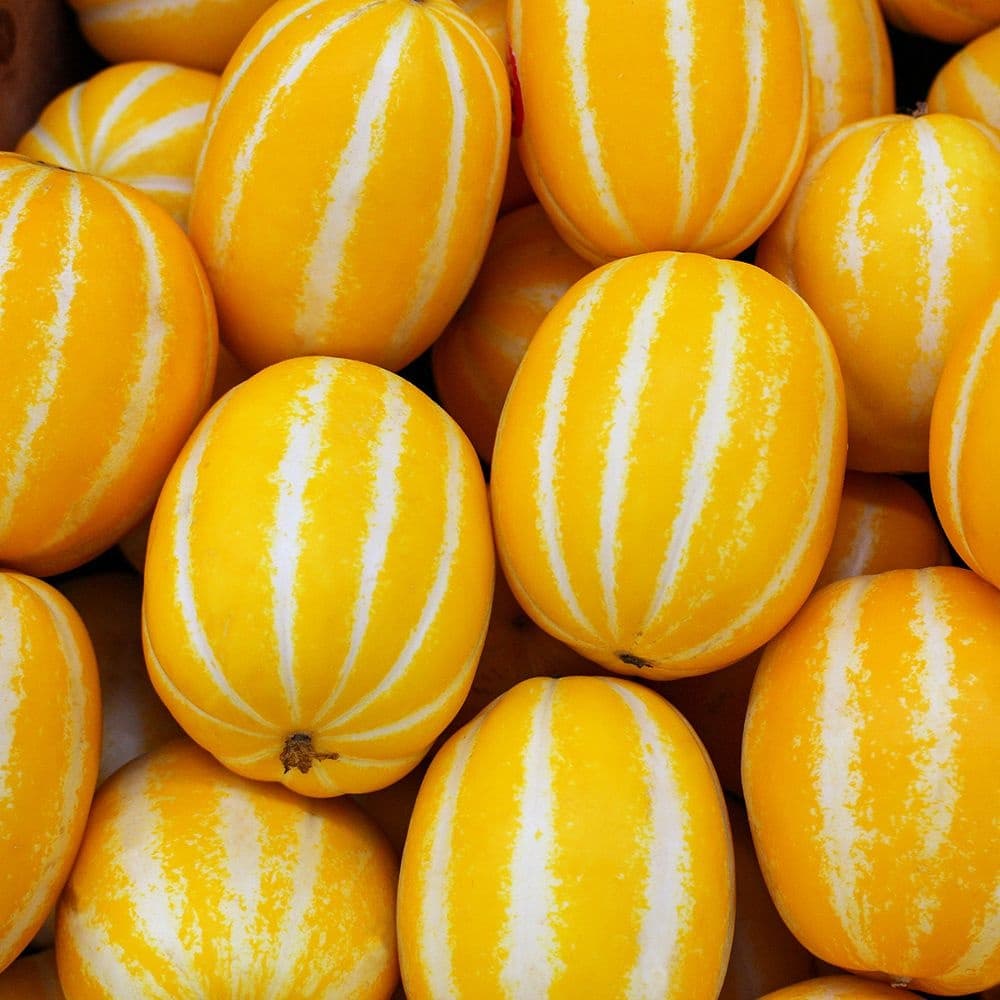성주 참외 10kg 중과