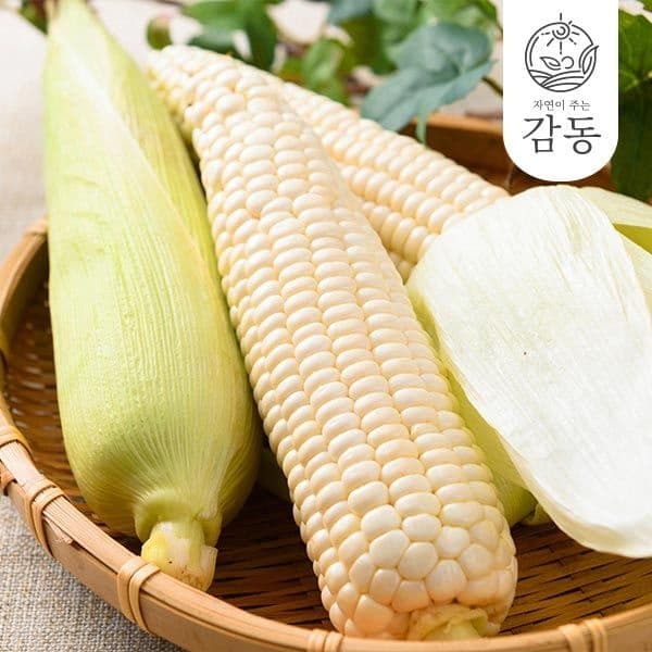 남도 햇 찰옥수수 14cm이상 특크기 미백 15개입