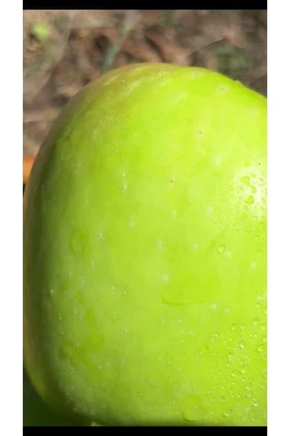 15브릭스 아오리 사과 특품 1kg/2kg/3kg