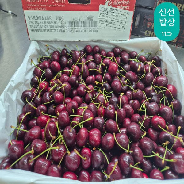 워싱턴 항공 체리 9.5R 5kg