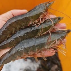 활 흰다리새우 1kg 25-28미