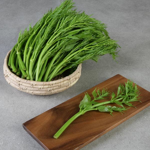 11번가)무주 반딧불 여름 두릅 500g + 500g 11,640원