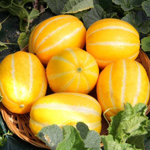 11번가)60분러시 맛있는 가정용 성주 꿀참외 5KG 8,500원