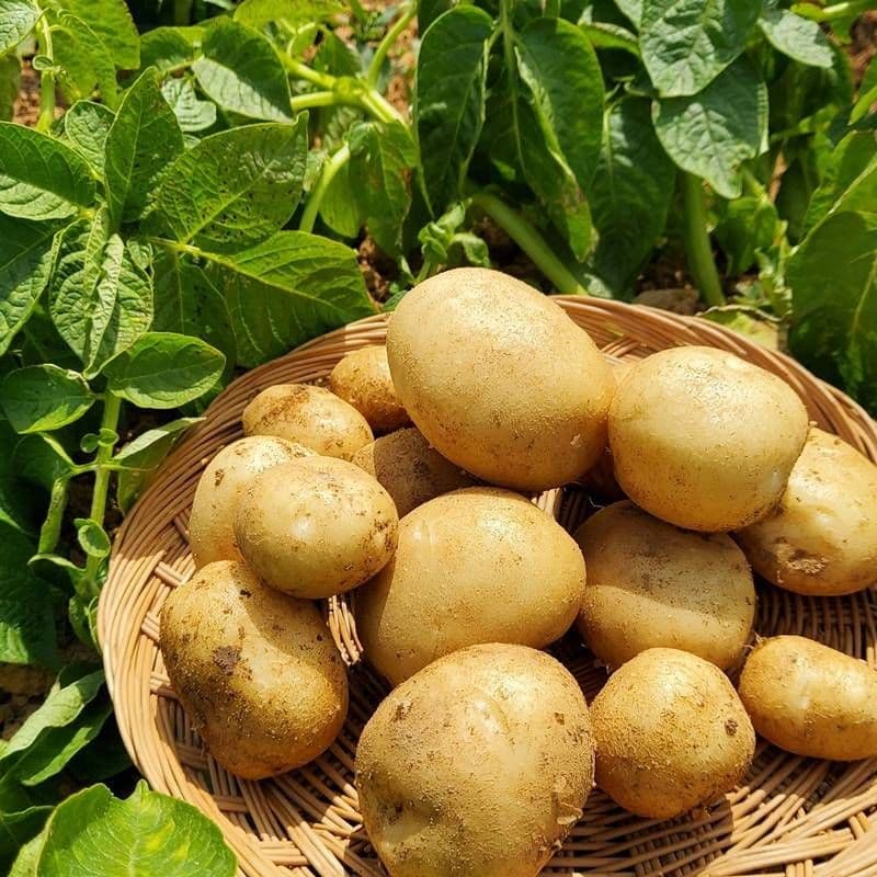 롯데) 산지발송 해남 국내산 대서 감자 상 10kg 16740원