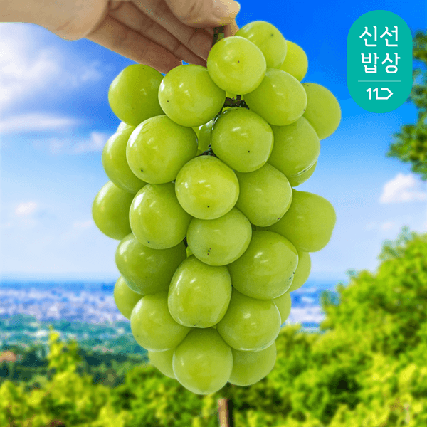 11번가) 2025 수확 하우스 샤인머스켓 1kg 2수 10,990원 무배