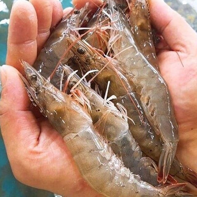 국내산 태안 활새우 1kg 28미 내외