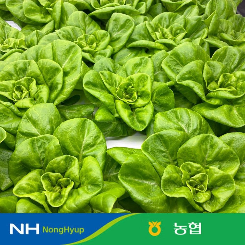 농협 샐러드 채소 믹스 유러피안 샐러드 1kg