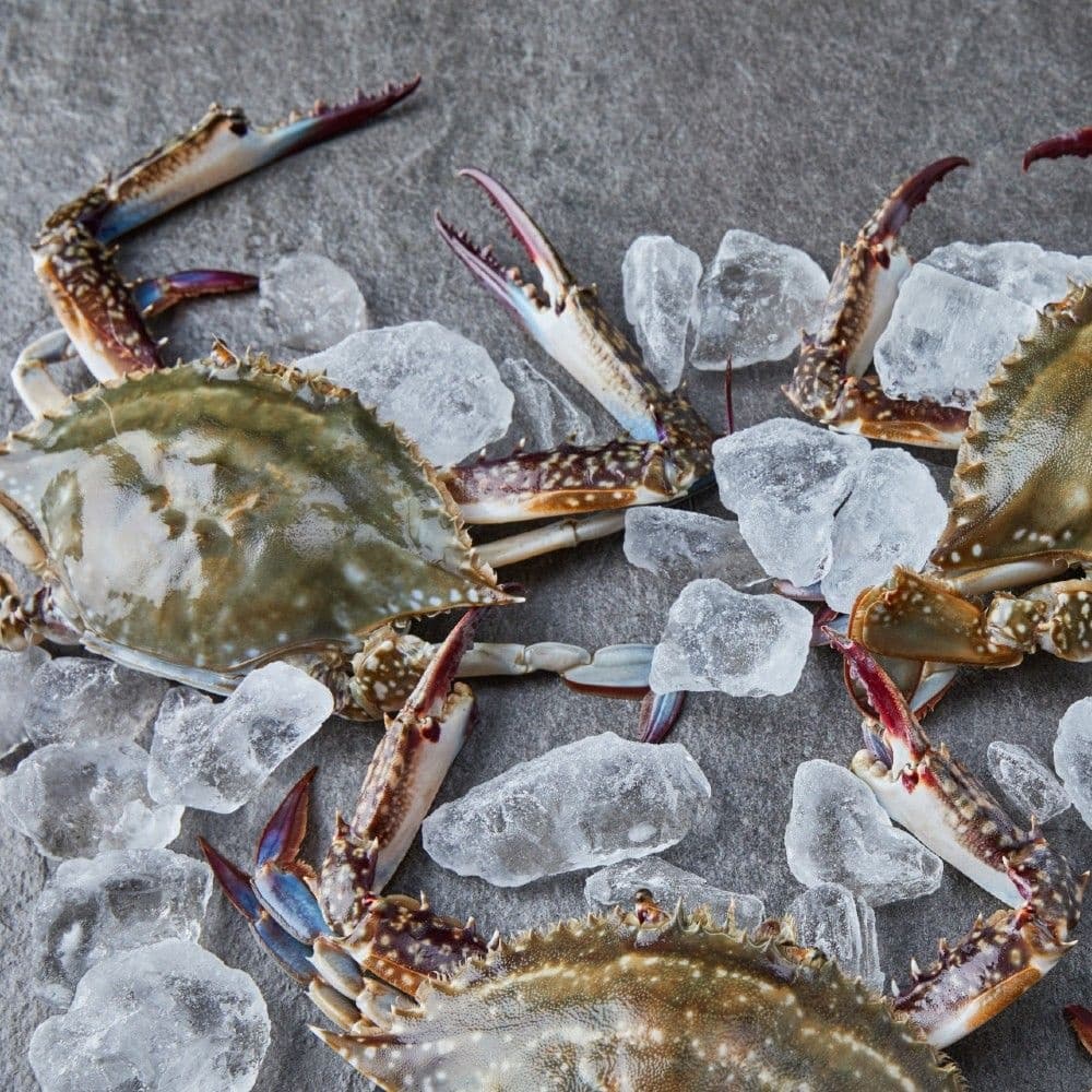 서해안 숫꽃게 1kg