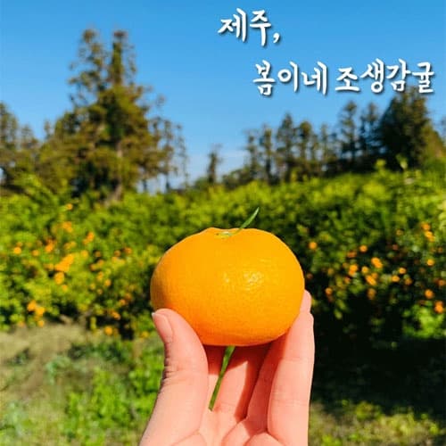 제주 극조생 노지감귤 3kg 로얄과