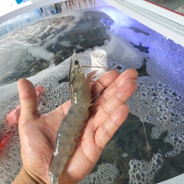 국내산 활 새우 1kg 29-32미