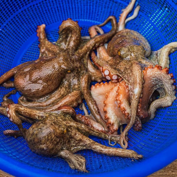 국내산 활 돌문어 1kg