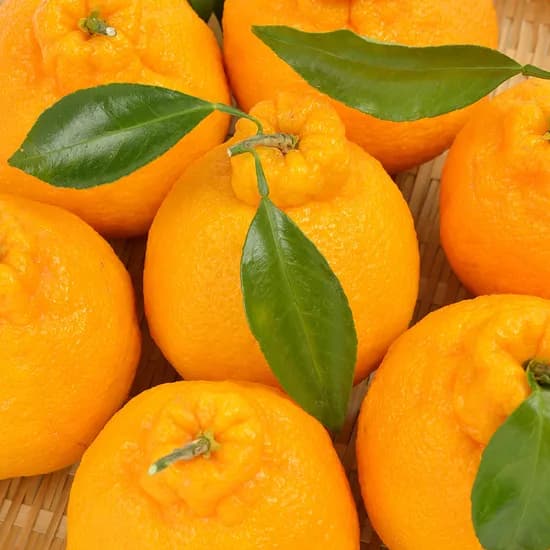 네이버 정화네농원 제주 한라봉 가정용 5kg 12,900원