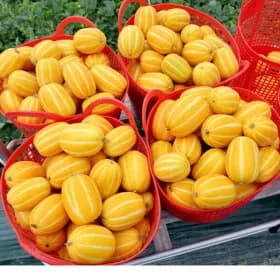 성주 꿀 참외 랜덤과 5kg 외 다양 15,930원