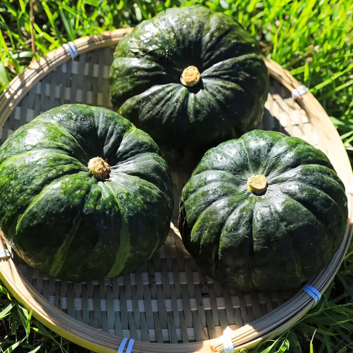 제주 달큰한 미니 보우짱 정품 밤호박 5kg 10890원