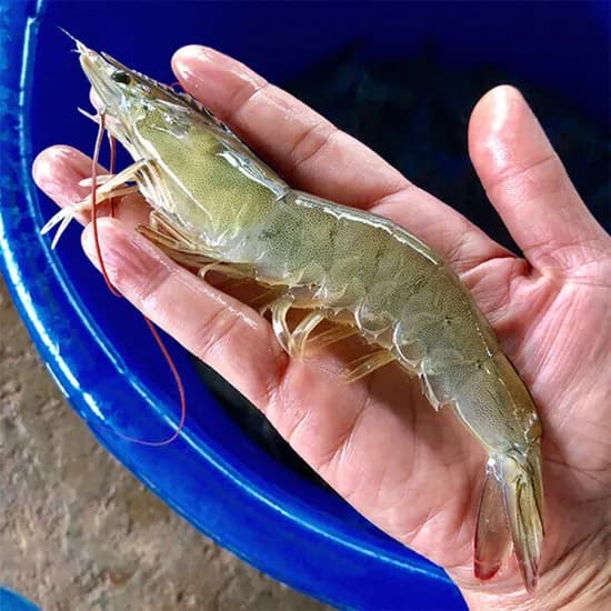 국내산 흰다리 활새우 40미내외 2키로 28000원