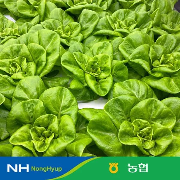 샐러드용 채소 믹스 1kg 쌈채소 샐러드 3~4종 내외 스마트팜 수경재배 5990원