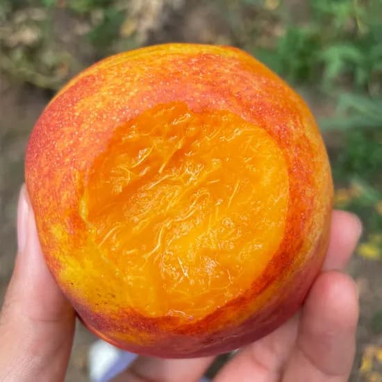 오늘신선 영천 제철 복숭아 신비 천도 백도 딱딱이 대월 경봉 망고복숭아 설원 대극천 옐로드림 천반도 거반도