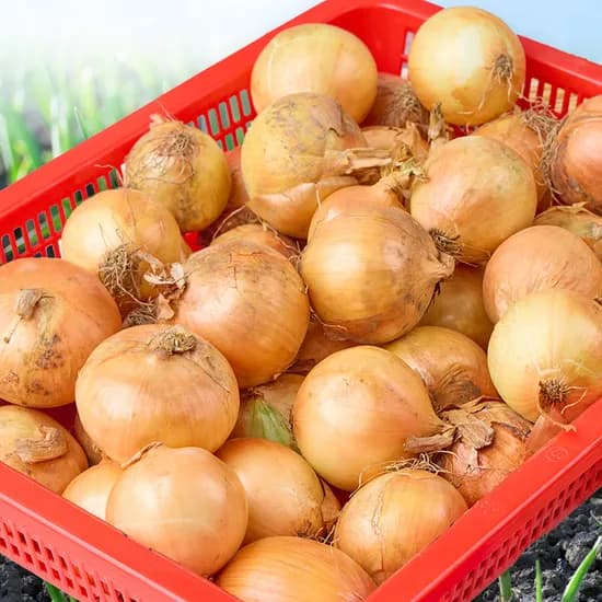 국내산 햇 양파 5kg 소 중 달큰한 햇양파 중품 당일수확 산지직송