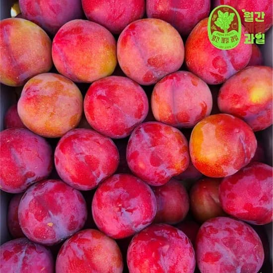 청도 포모사 후무사자두 왕자두 제철 가을자두 추이 추희자두 1kg 5kg