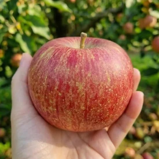 아삭 달콤 청송 꿀사과 2kg