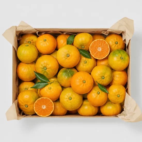 제주 하우스 감귤 고당도 로얄과 1.5kg 2.5kg 4.5kg
