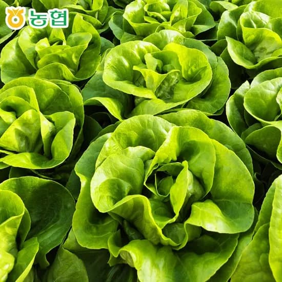 국내산 유러피안 샐러드 채소 700g 대용량