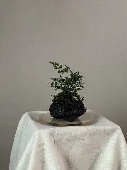 화산석 돌 위의 식물들