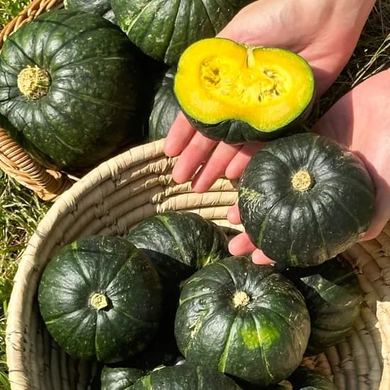 제주 미니 단호박 보우짱 2kg (못난이혼합/개당120-800g내외)
