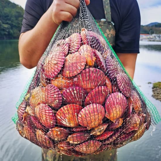 아주부 통영 홍가리비 1kg (3,695원/무료), 홈플러스 시그니처 물티슈 캡형 100매입 X 10개 (7,712원/무료), 몬스터 에너지드링크 울트라 355ml 24개 (26,846원/무료), 원할머니 육개장 600g 6팩 (13,117원/무료), [신세계푸드] 피자 4팩(콤비2+불고기+페퍼로니) (9,502원/무료)2