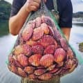 아주부 산지직송 통영 홍가리비 1kg (3,226원/무료)5