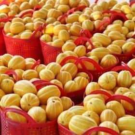 성주 참외 당도선별 랜덤과 5kg (카드13,950원/무배)3