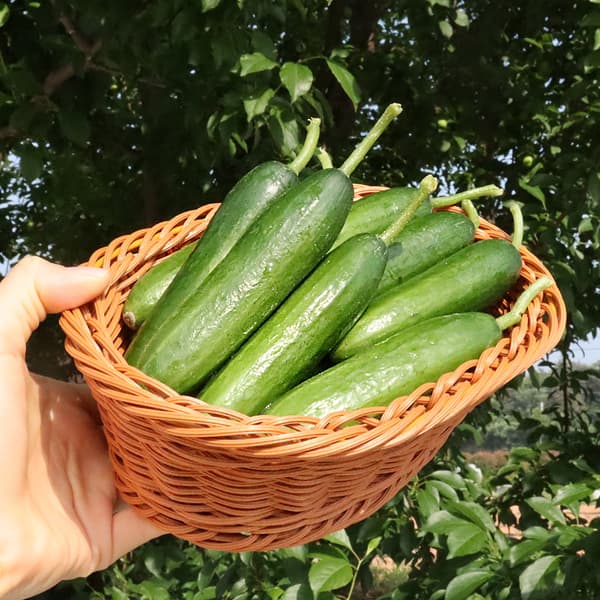 미니오이 1kg (4,900원/네이버멤버십 무배)9