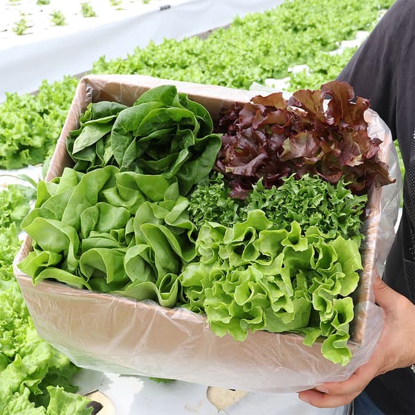 당일수확 산지직송 모듬 쌈채소 유럽샐러드 1kg (5,780원/무료)3
