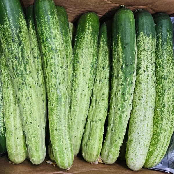 백다다기 오이 4kg 상 (9,200원/무료)1