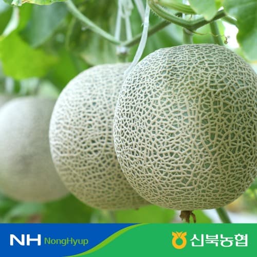 달달한 제철 햇 국내산 메론 3.5kg 내외 2수 (16,720원/무료)