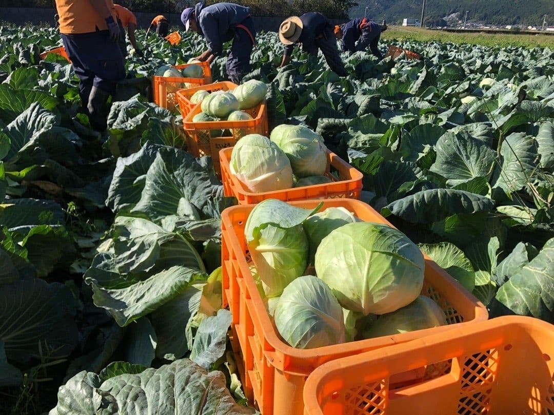 국내산 친환경 무농약 양배추 3kg 온누리20%혜택 (6,680원/무료)3