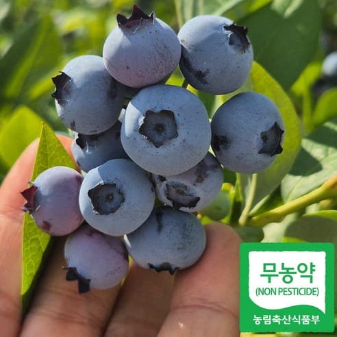 국내산 무농약 생 블루베리 1kg (30,900원/무배)